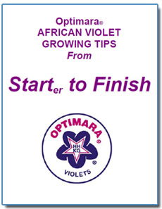 Tips for Growing African Violets