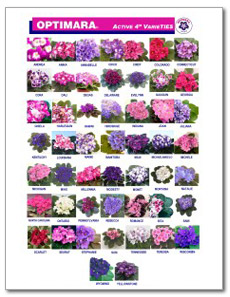 4in African Violets