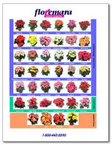 Elatior Begonias