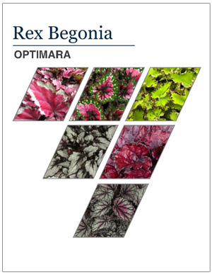 Rex Begonias 2018-19
