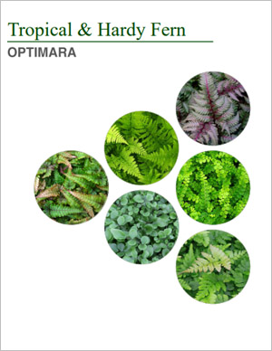 Fern Grower Catalog 2019-2020