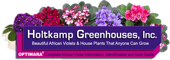 Optimara African Violets